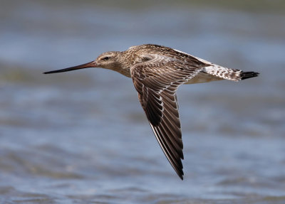 Bar-tailed Godwit (Limosa lapponica), Myrspov