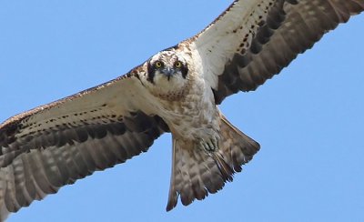 Osprey (Pandion haliaetus), Fiskgjuse