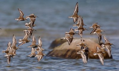 Dunlin (Calidris alpina)