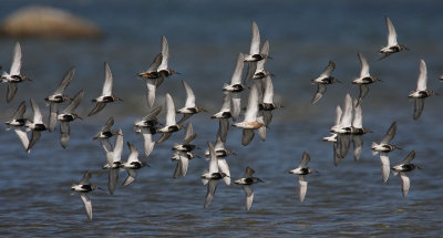 Dunlin (Calidris alpina)