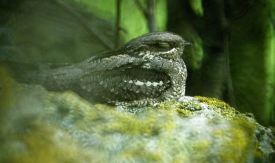 European Nightjar (Nattskrra)