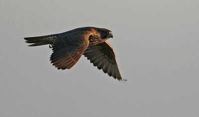 Gyrfalcon (Falco rusticolus), Jaktfalk