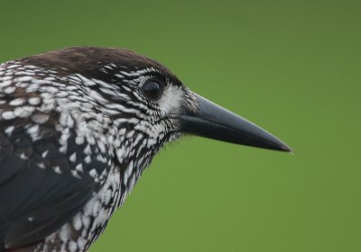 Spotted Nutcracker (Nucifraga caryocatactes) Tjocknbbad Ntkrka