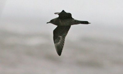 Parasitic Jaeger (Stercorarius parasiticus), Kustlabb