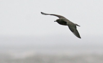 Parasitic Jaeger (Stercorarius parasiticus), Kustlabb