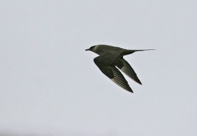 Parasitic Jaeger (Stercorarius parasiticus), Kustlabb