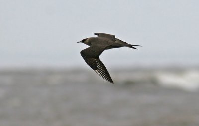 Parasitic Jaeger (Stercorarius parasiticus), Kustlabb