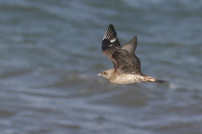 Parasitic Jaeger (Stercorarius parasiticus), Kustlabb