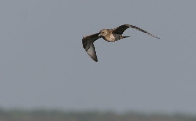 Parasitic Jaeger (Stercorarius parasiticus), Kustlabb