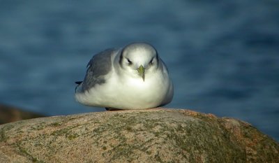 Black-legged Kittiwake (Tretåig mås)