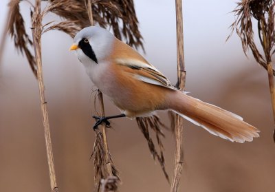 Bearded Reedling (Panurus biarmicus), Skäggmes