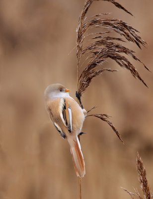 Bearded Reedling (Panurus biarmicus), Skäggmes