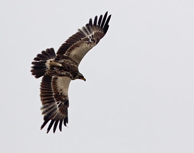 Steppe Eagle (Aquila nipalensis), Stäppörn, Skabersjö 2009