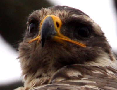 Steppe Eagle (Aquila nipalensis), Stpprn
