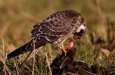 Red-Footed Falcon (Falco vespertinus), Aftonfalk