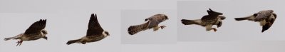 Red-Footed Falcon (Falco vespertinus), Aftonfalk