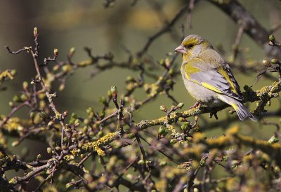 European Greenfinch (Carduelis chloris), Grnfink