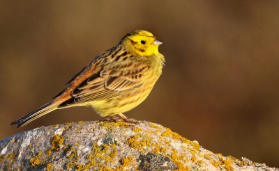 Yellowhammer (Emberiza citrinella), Gulsparv