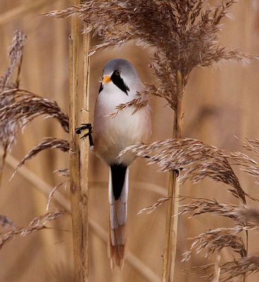 Bearded Tit (Panarus biarmicus), Skäggmes