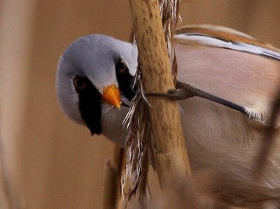 Bearded Tit (Panarus biarmicus), Skäggmes