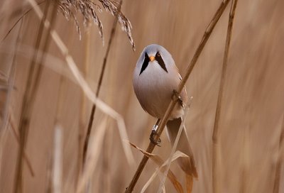 Bearded Tit (Panarus biarmicus), Skäggmes