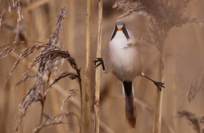 Bearded Tit (Panarus biarmicus), Skäggmes