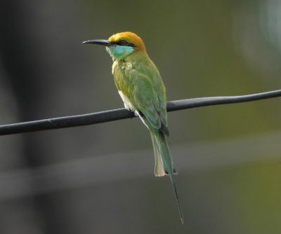 Green Bee-eater (Merops oientalis)