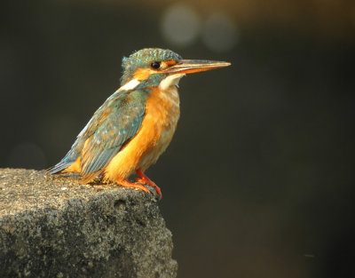 Common Kingfisher (Alcedo atthis)