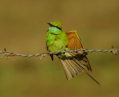 Green Bee-eater (Merops oientalis)
