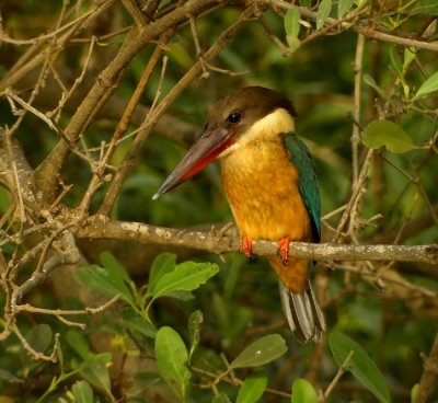 Stork billed Kingsfisher (Halcyon capensis)