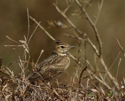 Crested Lark (Galerida cristata)