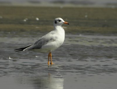 Brown-headed Gull (Larus brunnicephalus)