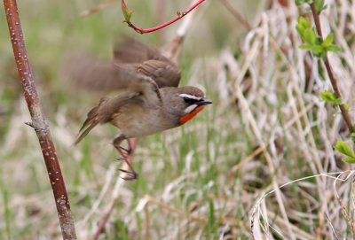 Siberian Rubythroat (Luscinia calliope), Rubinnktergal