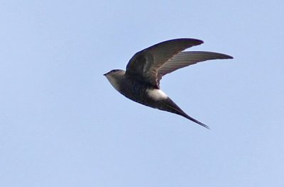 Pacific Swift (Orientseglare)