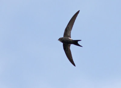 Pacific Swift (Apus pacificus), Orientseglare