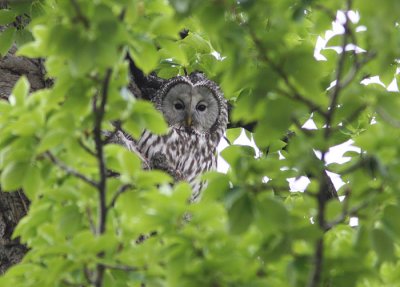 Ural Owl (Strix uralensis), Slaguggla