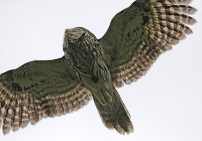 Ural Owl (Strix uralensis), Slaguggla
