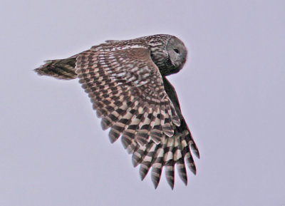 Ural Owl (Slaguggla)