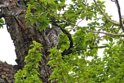 Ural Owl (Strix uralensis), Slaguggla