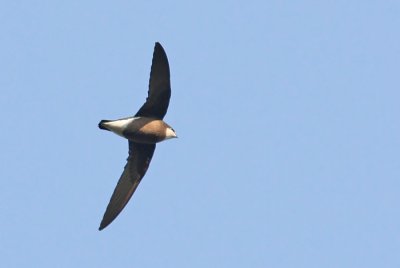 White-throated Needletail (Hirundapus caudacutus), Taggstjrtseglare