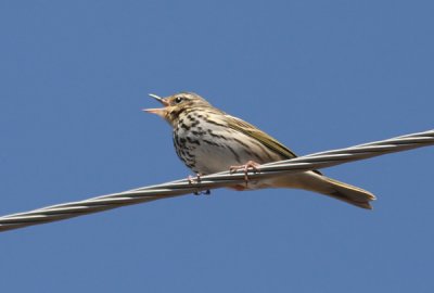 Olive-backed pipit (Anthus hodgsoni yunnanensis), Sibirisk piplrka