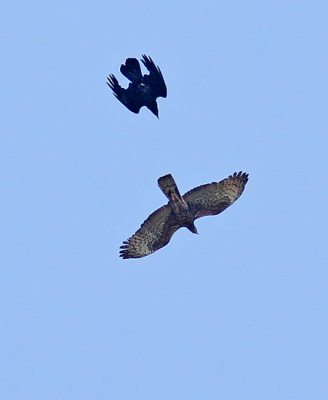 Crested Honey Buzzard (Pernis ptilorhynchus), Tofsbivrk