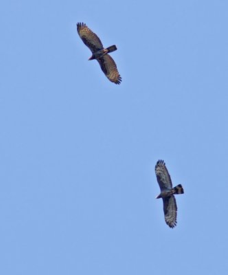 Crested Honey Buzzard (Pernis ptilorhynchus), Tofsbivrk