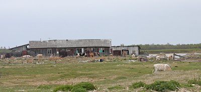 Farm near Shigaevo, Selenga delta