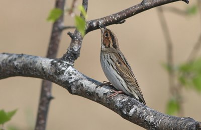 Little Bunting (Emberiza pusilla), Dvrgsparv