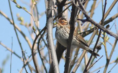  Little Bunting (Emberiza pusilla), Dvrgsparv