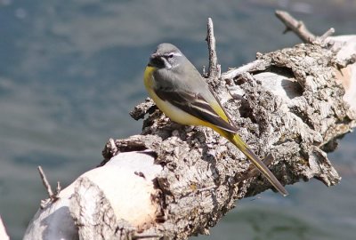 Grey Wagtail (Forsrla)