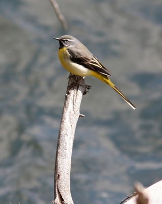 Grey Wagtail (Motacilla cinerea), Forsrla