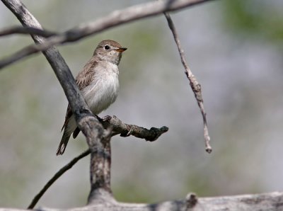 Asian Brown Flycatcher (Muscicapa dauurica), Glasgonflugsnappare