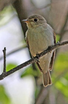 Asian Brown Flycatcher (Muscicapa dauurica), Glasgonflugsnappare